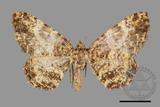 ǦW:Deileptenia argillacearia