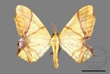 ǦW:Trotocraspeda divaricata