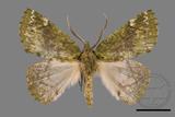 ǦW:Dindica polyphaenaris