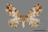 ǦW:Deileptenia rimosaria