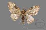 ǦW:Larentiinae sp.