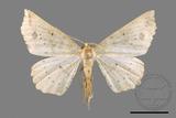 ǦW:Acrodontis mystica