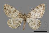 ǦW:Deileptenia rimosaria