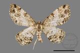 ǦW:Deileptenia rimosaria