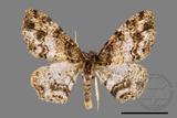 ǦW:Deileptenia rimosaria