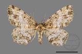 ǦW:Deileptenia rimosaria