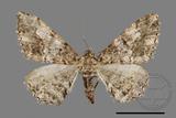 ǦW:Alcis taiwanovariegata