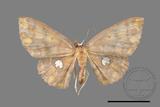 ǦW:Discoglypha locupletata