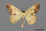 ǦW:Lophobates ochrolaria