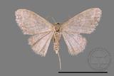 ǦW:Idaea sp.