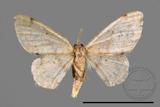 ǦW:Larentiinae sp.