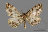 ǦW:Deileptenia rimosaria