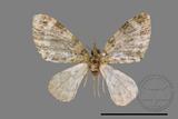 ǦW:Larentiinae sp.