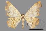 ǦW:Lophobates ochrolaria