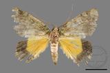 ǦW:Dindica polyphaenaris