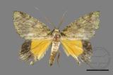 ǦW:Dindica polyphaenaris