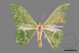 ǦW:Tanaorhinus formosanus