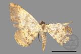 ǦW:Lophobates ochrolaria