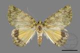 ǦW:Dindica polyphaenaris