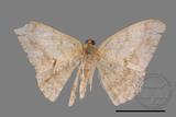 ǦW:Luxiaria mitorrhaphes