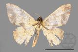 ǦW:Lophobates ochrolaria