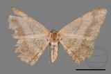 ǦW:Luxiaria mitorrhaphes