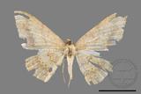 ǦW:Luxiaria mitorrhaphes