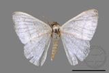 ǦW:Lomographa platyleucata marginata