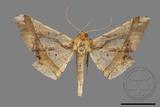 ǦW:Trigonoptila latimarginaria