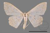 ǦW:Scopula sp.