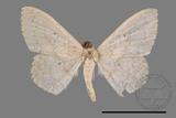 ǦW:Scopula sp.