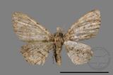 ǦW:Larentiinae sp.