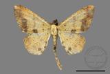 ǦW:Lophobates ochrolaria