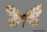 ǦW:Deileptenia rimosaria