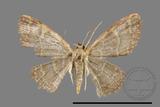 ǦW:Idaea sp.