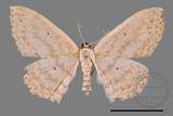 ǦW:Scopula sp.