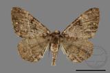 ǦW:Parectropis nigrosparsa