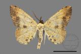 ǦW:Lophobates ochrolaria