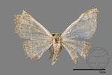 ǦW:Idaea sp.