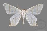 ǦW:Ourapteryx yerburii virescens