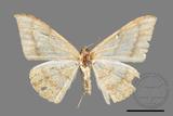 ǦW:Luxiaria mitorrhaphes