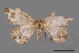 ǦW:Deileptenia rimosaria