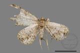 ǦW:Deileptenia rimosaria