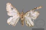 ǦW:Melanthia catenaria mesozona