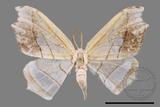 ǦW:Leucobrepsis excisa