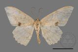 ǦW:Luxiaria mitorrhaphes