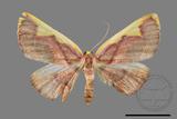 ǦW:Nothomiza flavicosta