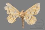 ǦW:Entomopteryx combusta