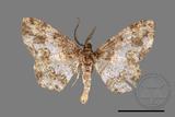 ǦW:Deileptenia rimosaria