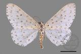 ǦW:Xenoplia trivialis